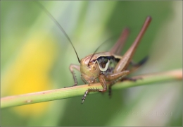 <p>KOBYLKA LUČNÍ (Bicolorana roeselii)  ---- /Roesel's Bush-cricket/</p>